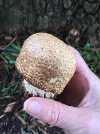 Agaricus augustus image