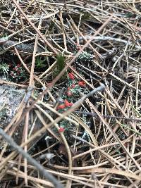 Cladonia cristatella image