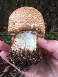 Agaricus augustus image