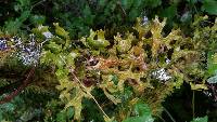 Lobaria pulmonaria image