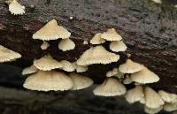 Schizophyllum commune image