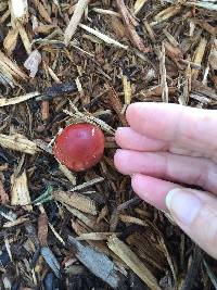 Leratiomyces ceres image