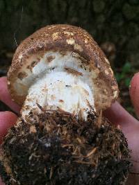 Agaricus augustus image