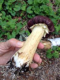 Stropharia rugosoannulata image