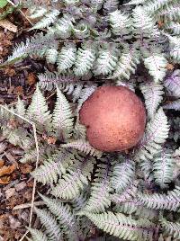 Stropharia rugosoannulata image