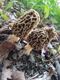 Morchella americana image