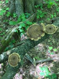 Polyporus arcularius image