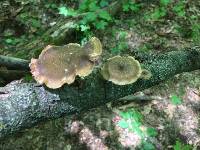 Polyporus arcularius image