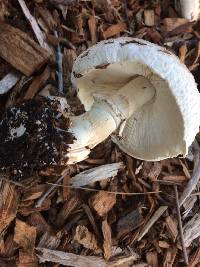 Chlorophyllum brunneum image