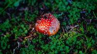 Amanita muscaria image