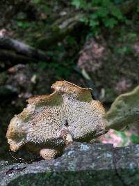 Polyporus arcularius image