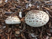 Chlorophyllum brunneum image