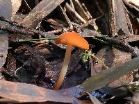 Marasmius elegans image