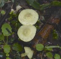 Leucocoprinus birnbaumii image