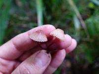 Mycena mariae image