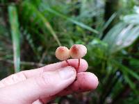 Mycena mariae image