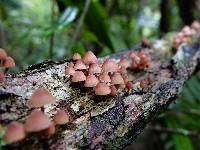 Mycena mariae image