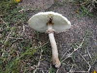 Chlorophyllum molybdites image