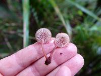 Mycena mariae image