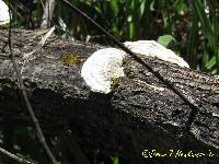 Trametes gibbosa image