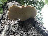 Polyporus squamosus image