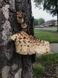 Polyporus squamosus image