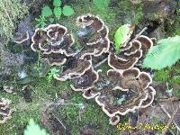 Trametes versicolor image