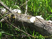 Trametes gibbosa image