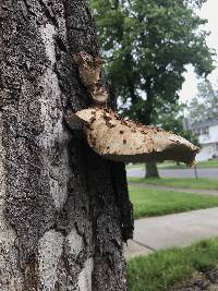 Polyporus squamosus image