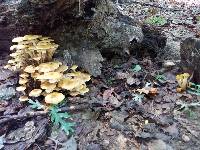 Armillaria mellea image