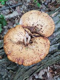 Polyporus squamosus image