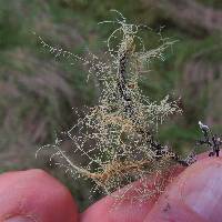 Usnea rubicunda image