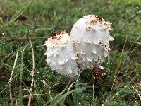 Coprinus comatus image