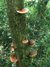 Ganoderma tsugae image