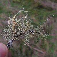 Usnea rubicunda image