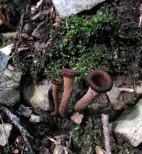 Craterellus fallax image