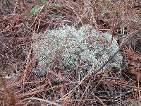 Cladonia rangiferina image