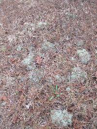 Cladonia rangiferina image