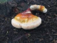 Ganoderma tsugae image