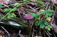 Laccaria amethystina image