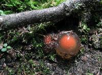 Calostoma cinnabarinum image