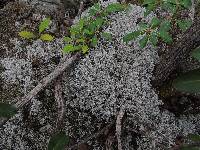 Cladonia rangiferina image