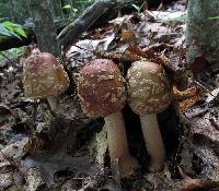 Amanita amerirubescens image