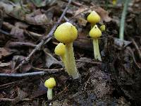 Entoloma murrayi image