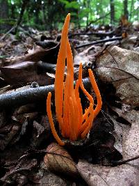 Clavulinopsis aurantiocinnabarina image