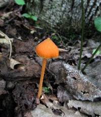 Entoloma quadratum image