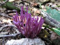 Clavaria zollingeri image