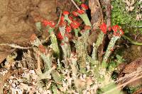 Cladonia cristatella image