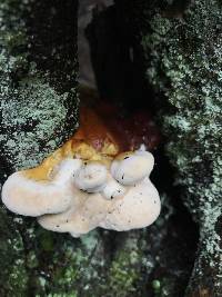 Ganoderma tsugae image