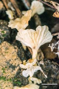 Cantharellus wellingtonensis image